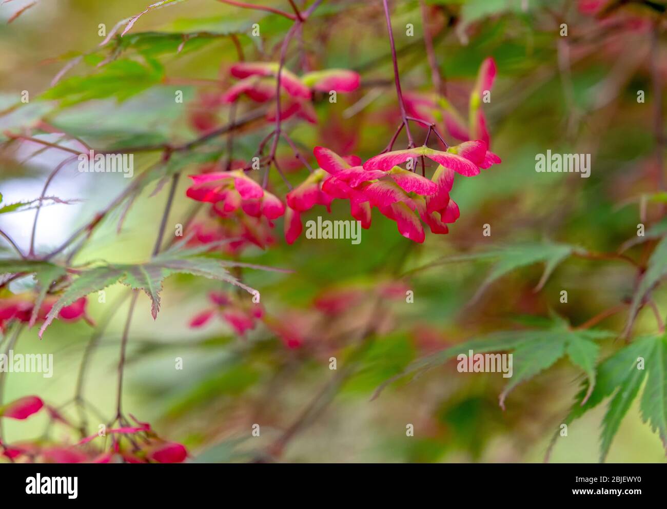 Graines ailées appelées samaras doubles, qui peuvent varier en taille et en couleur selon les espèces d'érable dans le jardin japonais à |Podam , Allemagne Banque D'Images