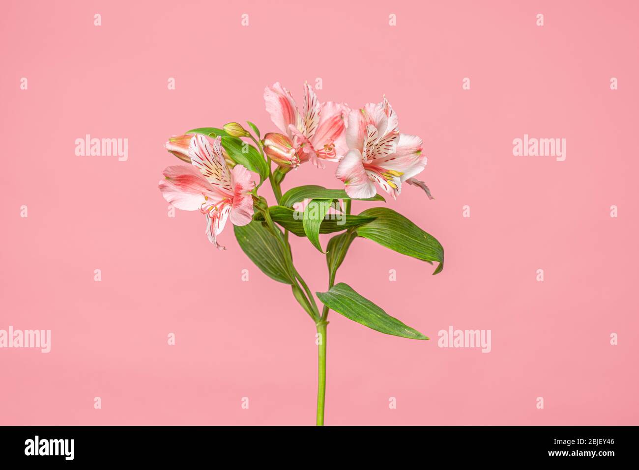 Belle alstroemeria fleurs de lys sur fond rose doux Banque D'Images