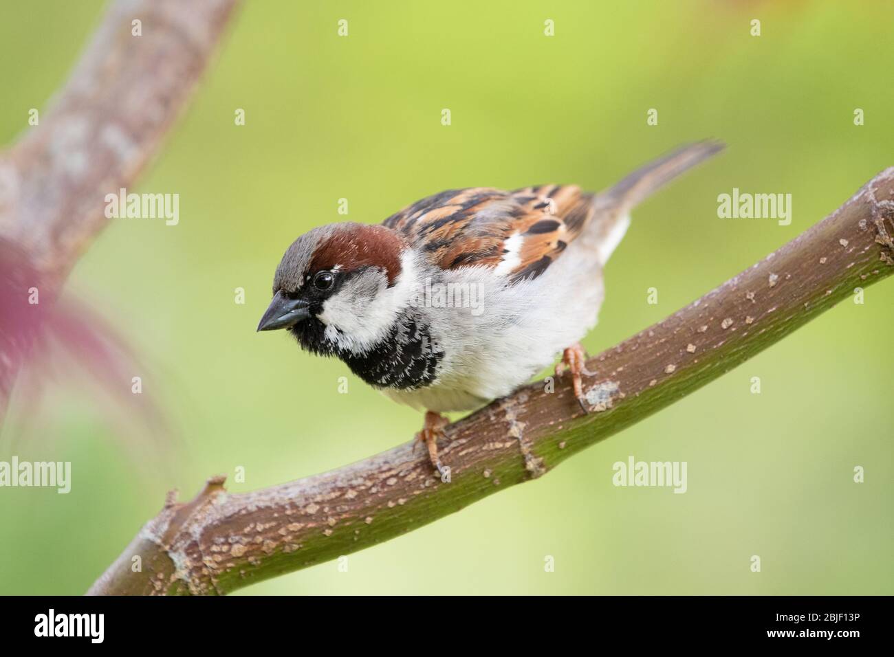 Maison sparrow (homme) - Passer domesticus - perché sur une branche contre fond vert - Royaume-Uni Banque D'Images