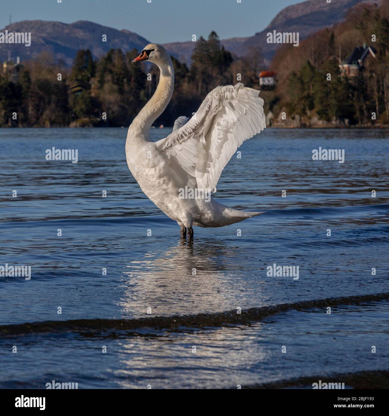 Couper le cygne au lac Nordaasvannet. Début du printemps. Bergen, Norvège Banque D'Images