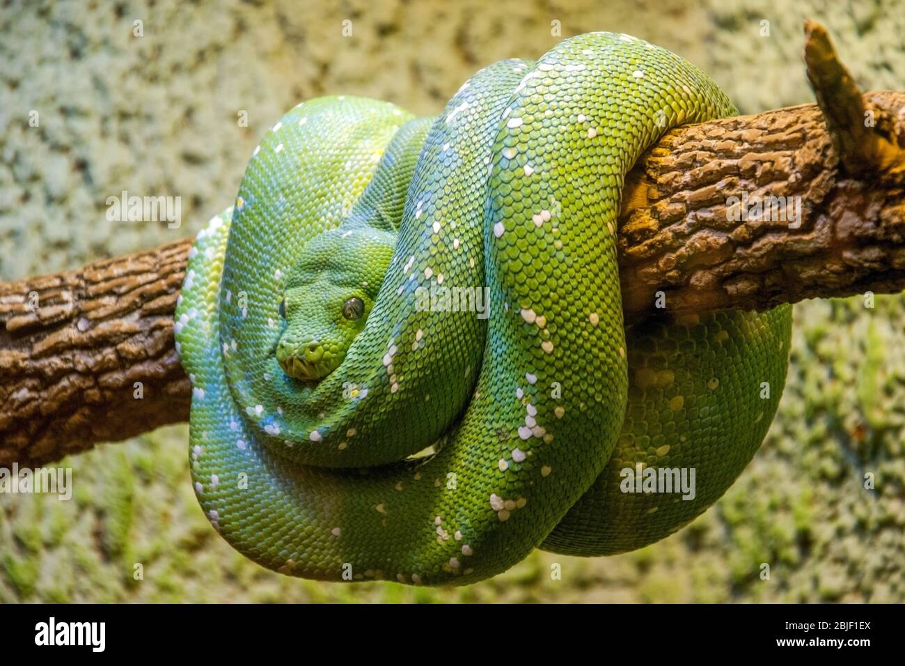 Le serpent vert courbé dans les anneaux et accroché sur un arbre comme une oscillation. Banque D'Images