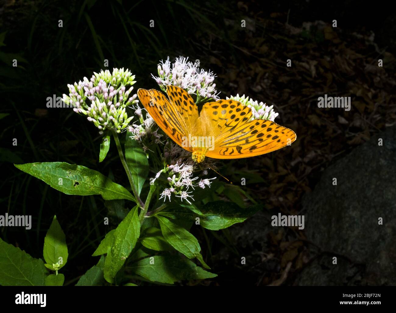 Papillon sur une feuille Banque D'Images