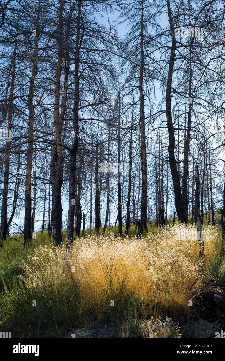 Chaîne de montagnes de la Serra da Estrela dans le parc naturel. Lumière du soleil à travers des herbes sauvages. Conifères brûlés endommagés par le feu après la dram Banque D'Images