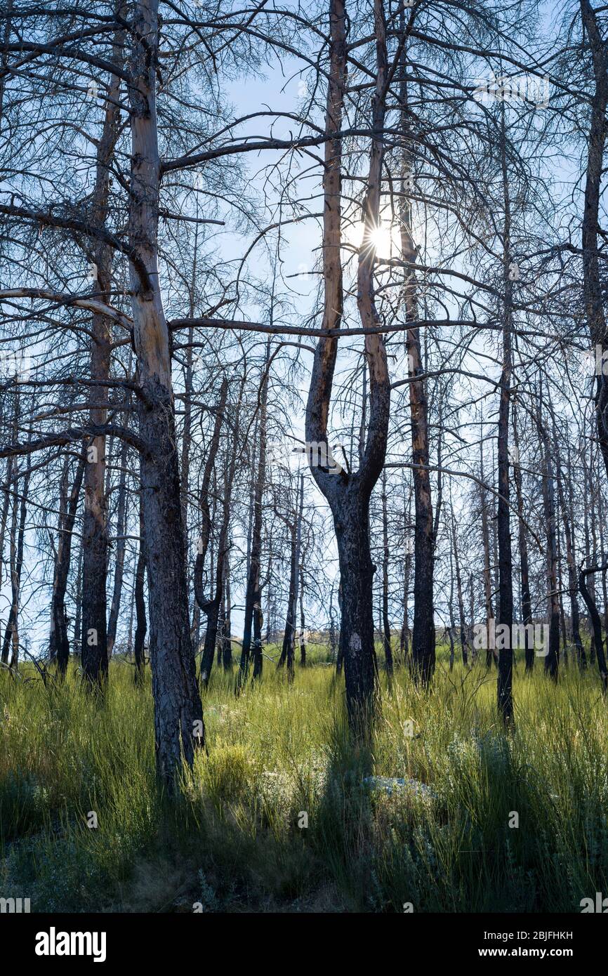 Chaîne de montagnes de la Serra da Estrela dans le parc naturel. Les conifères brûlés endommagés par le feu après le feu sauvage dramatique de 2017 en Portu Banque D'Images