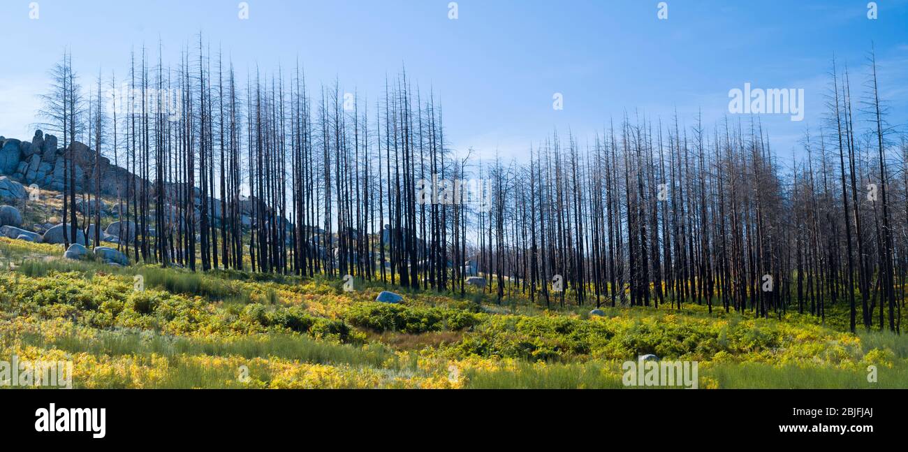 Chaîne de montagnes de la Serra da Estrela dans le parc naturel. Effet graphique de la ligne de conifères endommagés par le feu, Portugal Banque D'Images