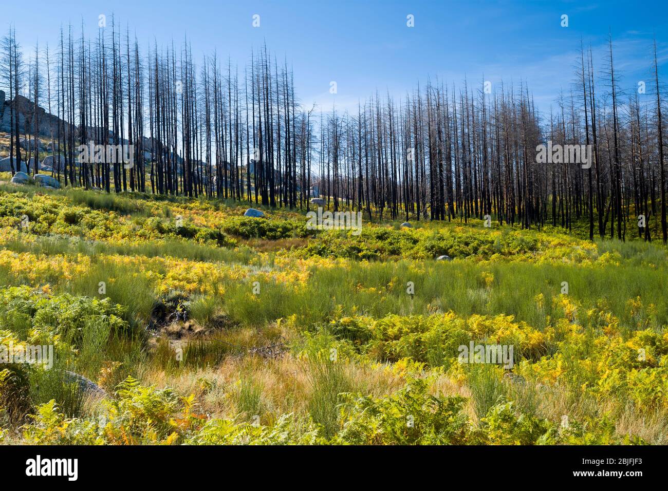 Chaîne de montagnes de la Serra da Estrela dans le parc naturel. Effet graphique de la ligne de conifères endommagés par le feu, Portugal Banque D'Images