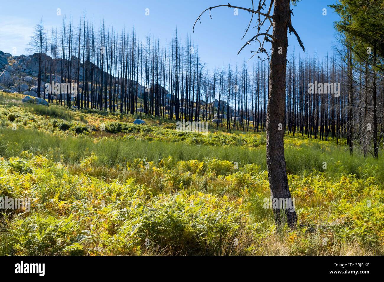 Chaîne de montagnes de la Serra da Estrela dans le parc naturel. Effet graphique sculptural de la ligne de conifères brûlés arbres endommagés par le feu du Banque D'Images