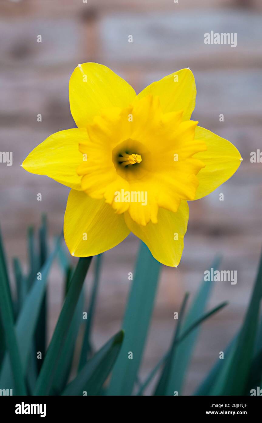 Gros plan sur Narcisse Dutch Master en fleur au printemps. Daffodil Dutch Master est une trompette de division 1 jonquille avec des fleurs jaunes d'or. Banque D'Images