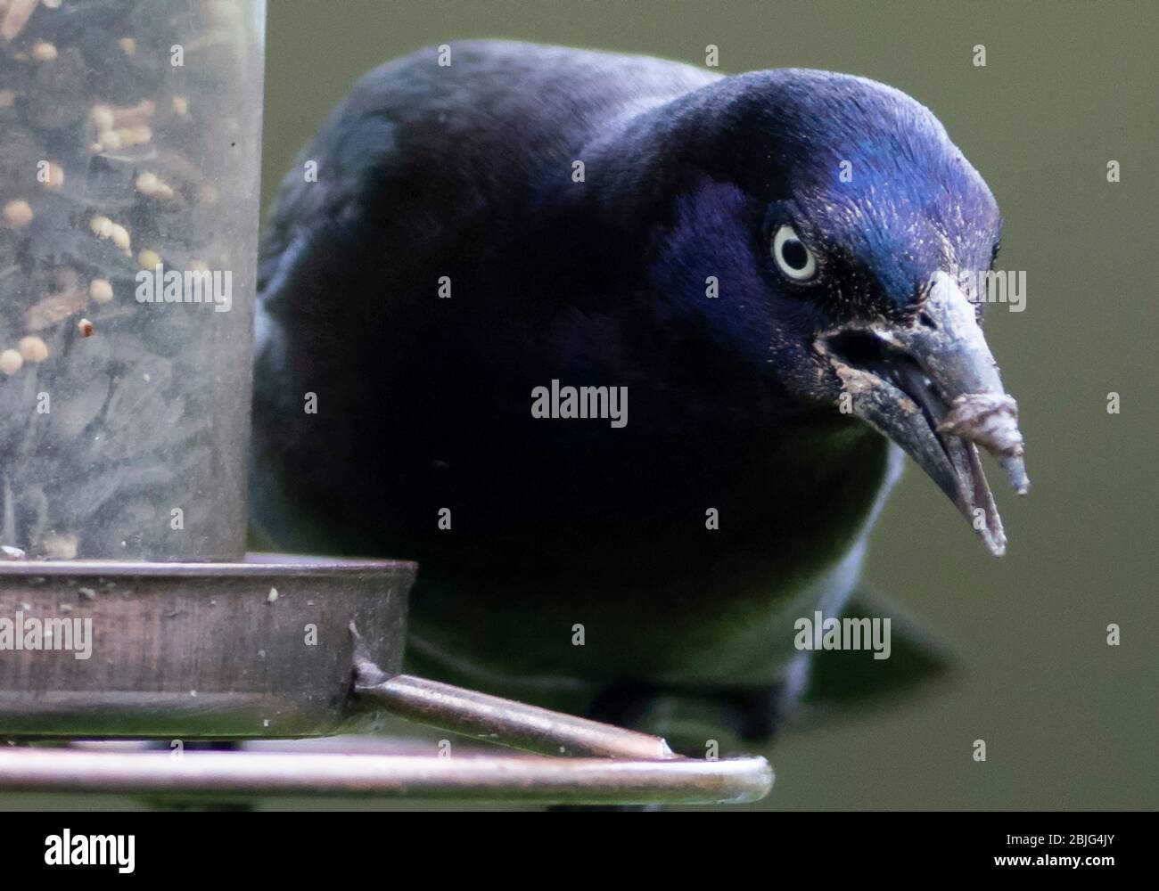 Big Black bird Banque D'Images