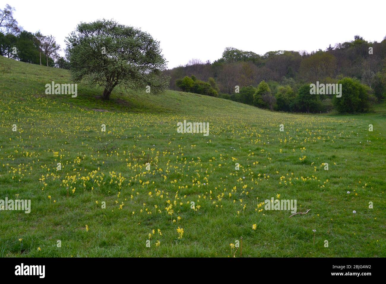 Fleurs sauvages jaunes de Cowslip dans des prés de craie herbeuse dans le fond de Magpie et SSSI. Craie des fleurs sauvages. Avril. North Downs, Kent Banque D'Images