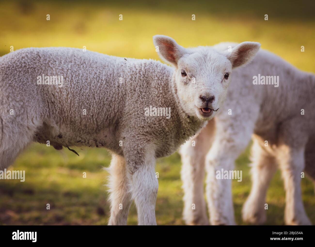 troupeau d'agneau se nourrissant sur l'herbe de ranch bétail ferme animaux flou sélectif de foyer Banque D'Images