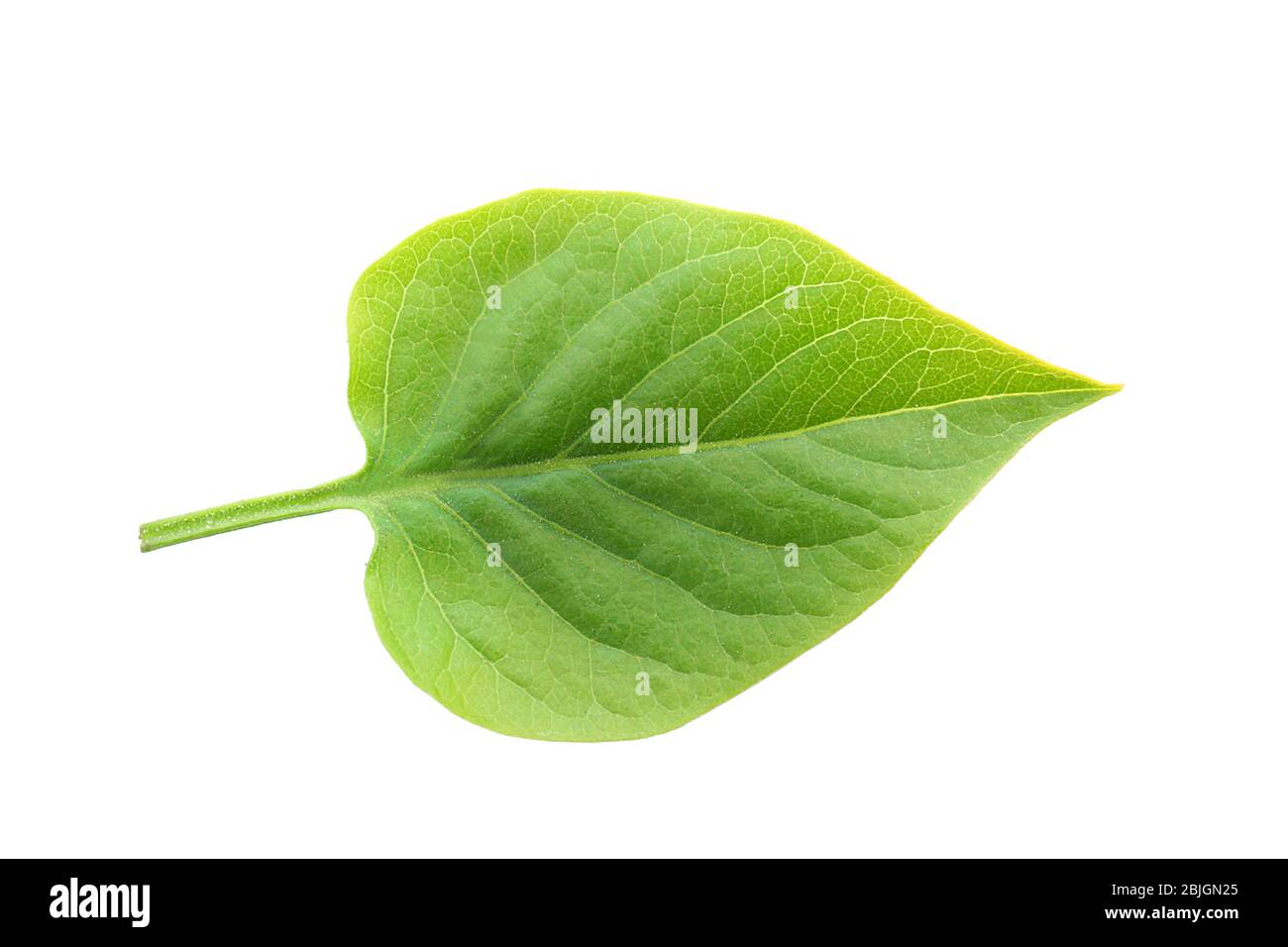 Feuille de lilas frais sur fond blanc Banque D'Images