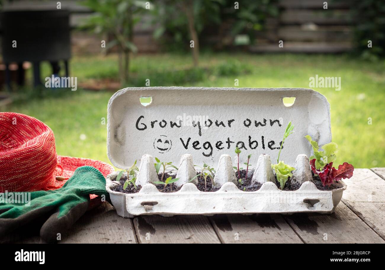 Les semis qui poussent dans la boîte à œufs réutilisée sur un banc dans le jardin avec un signe écrit à la main, cultivent vos propres légumes, recyclent et réutilisent pour économiser de l'argent et cultiver votre Banque D'Images