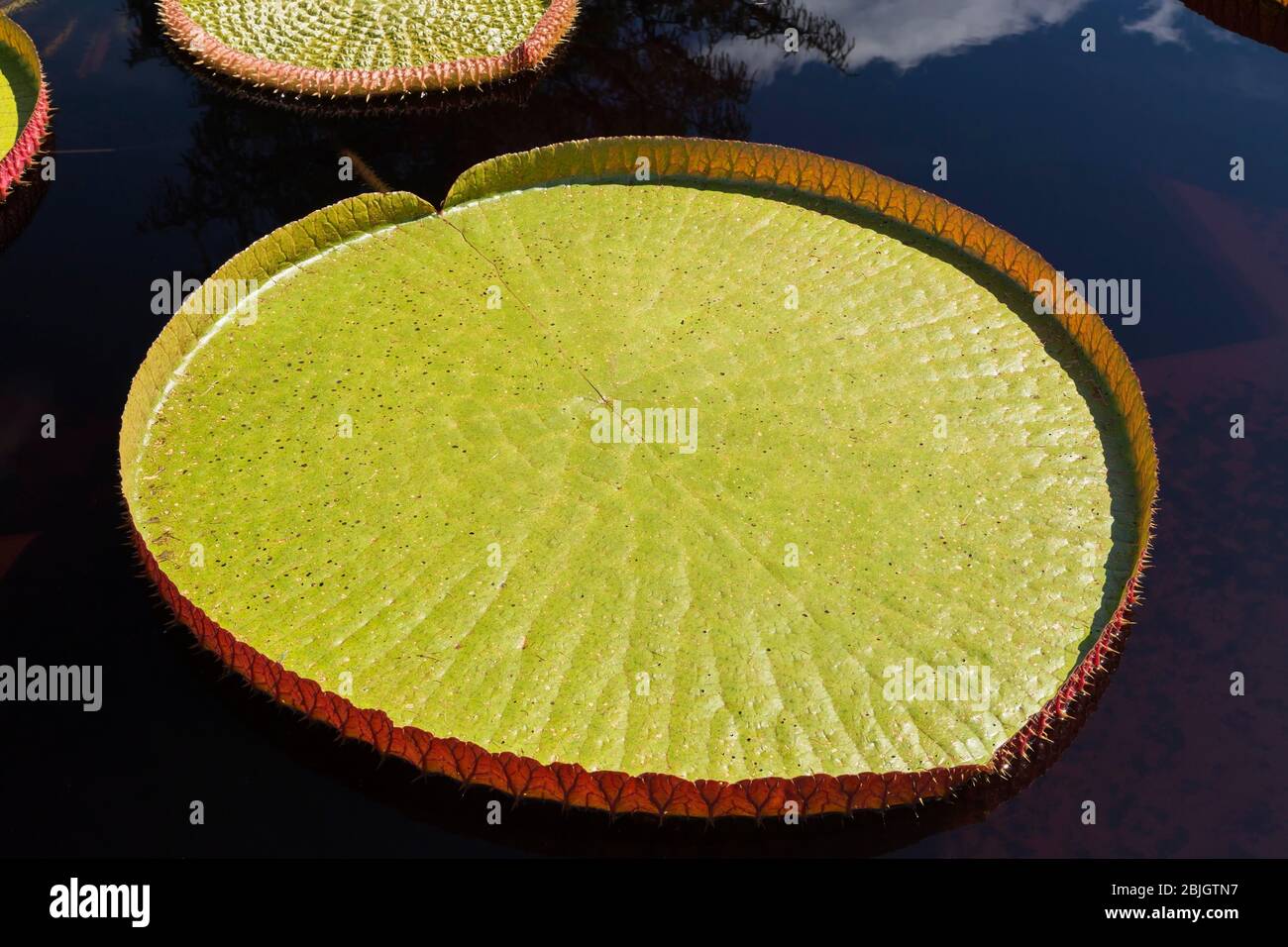 Feuille du LATINLOC1 (LATIN1) flottant sur la surface de l'eau, jardin botanique, Montréal, Québec, Canada Banque D'Images