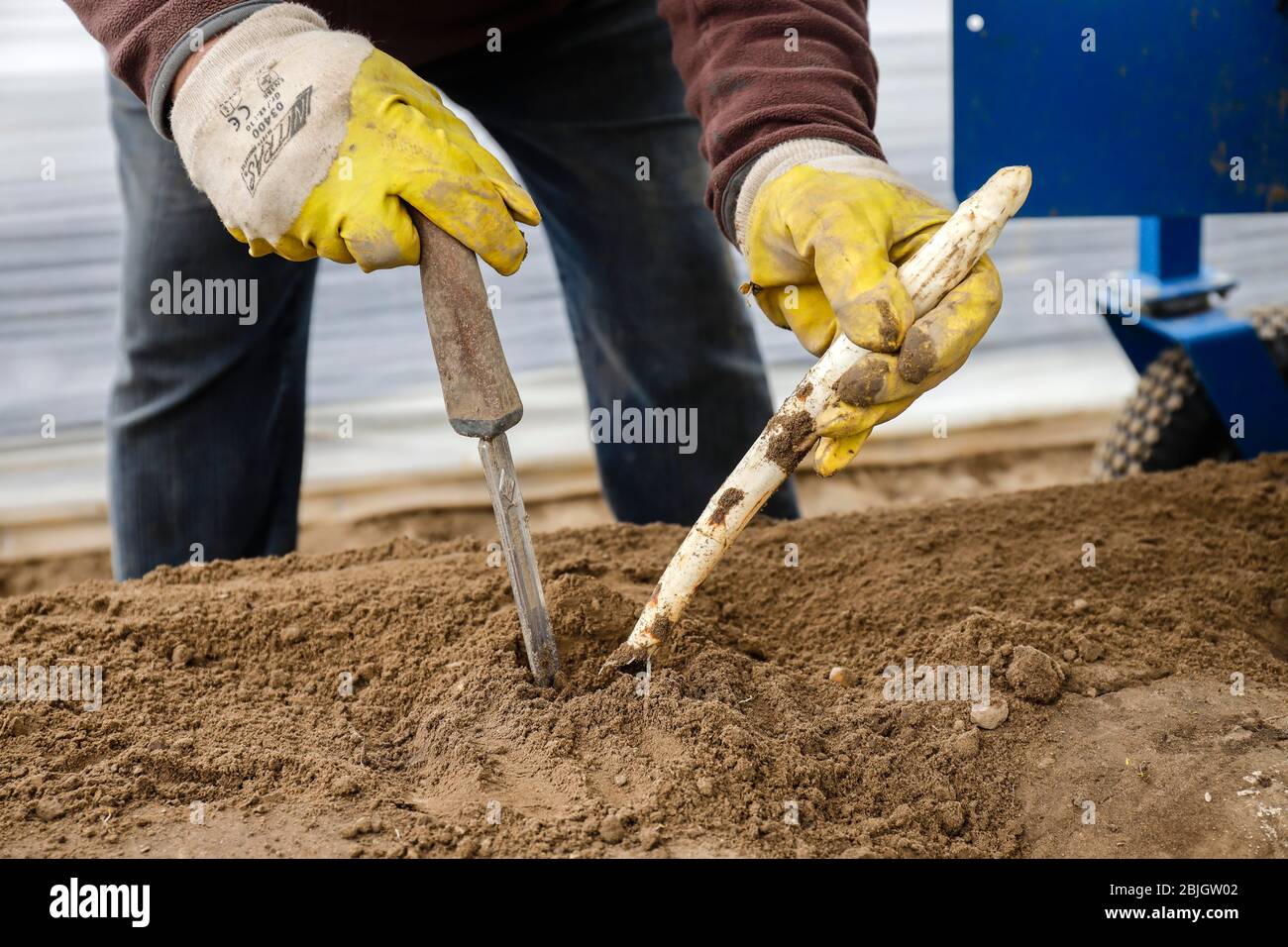 Travailleurs saisonniers travaillant sur un champ d'asperges tout en récoltant des asperges, des Herten, de la Ruhr, de la Rhénanie-du-Nord-Westphalie, Allemagne Banque D'Images