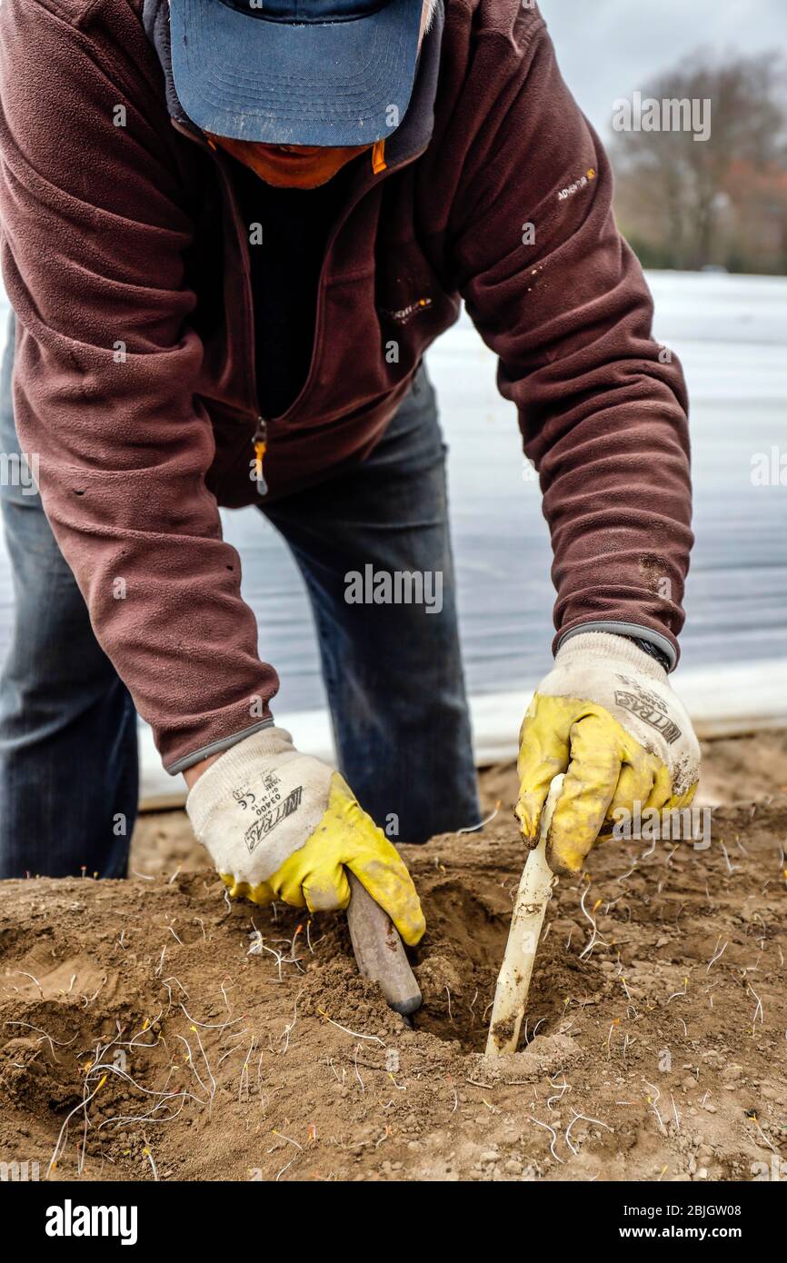 Travailleurs saisonniers travaillant sur un champ d'asperges tout en récoltant des asperges, des Herten, de la Ruhr, de la Rhénanie-du-Nord-Westphalie, Allemagne Banque D'Images