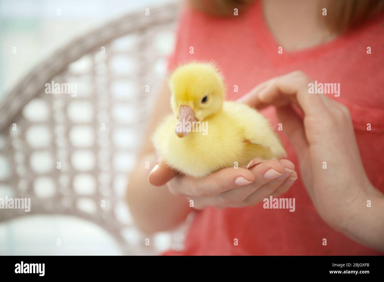 Femme avec mignon drôle de gossling, closeup Banque D'Images