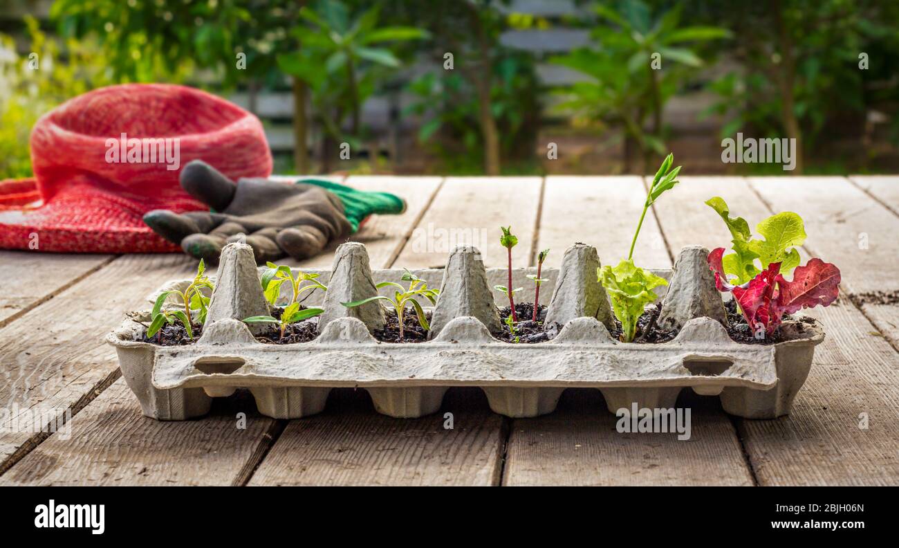 Les semis de légumes qui poussent dans la boîte à œufs réutilisée à l'extérieur de la table de jardin. Recyclez, réutilisez pour réduire les déchets et cultiver vos propres aliments. Banque D'Images