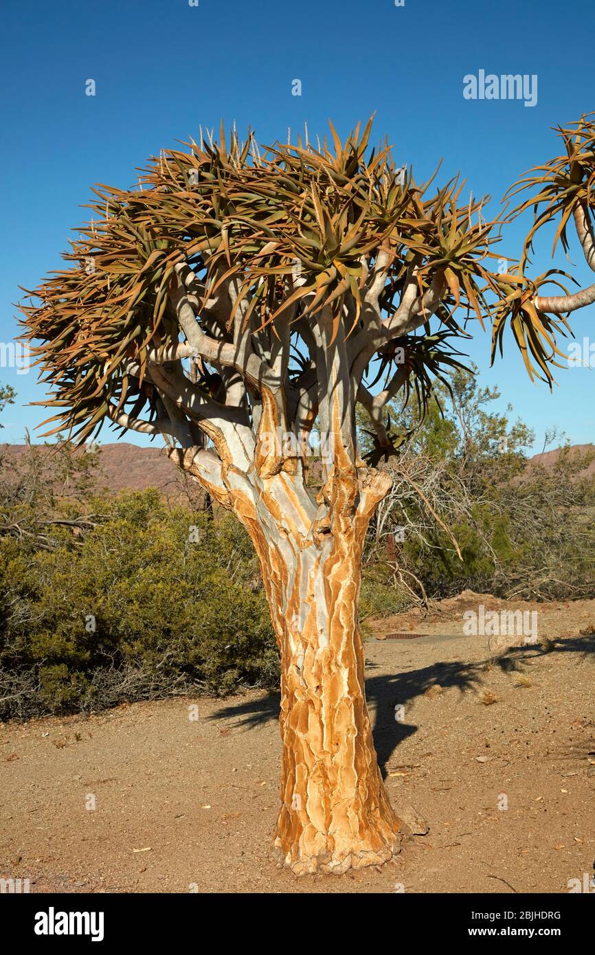 Kocurboom ou arbre de plongée (Aloe dichotoma), parc national des chutes Augrabies, Cap Nord, Afrique du Sud Banque D'Images