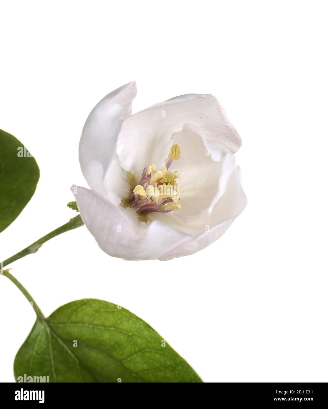 Branche de l'arbre avec fleur sur fond blanc Banque D'Images