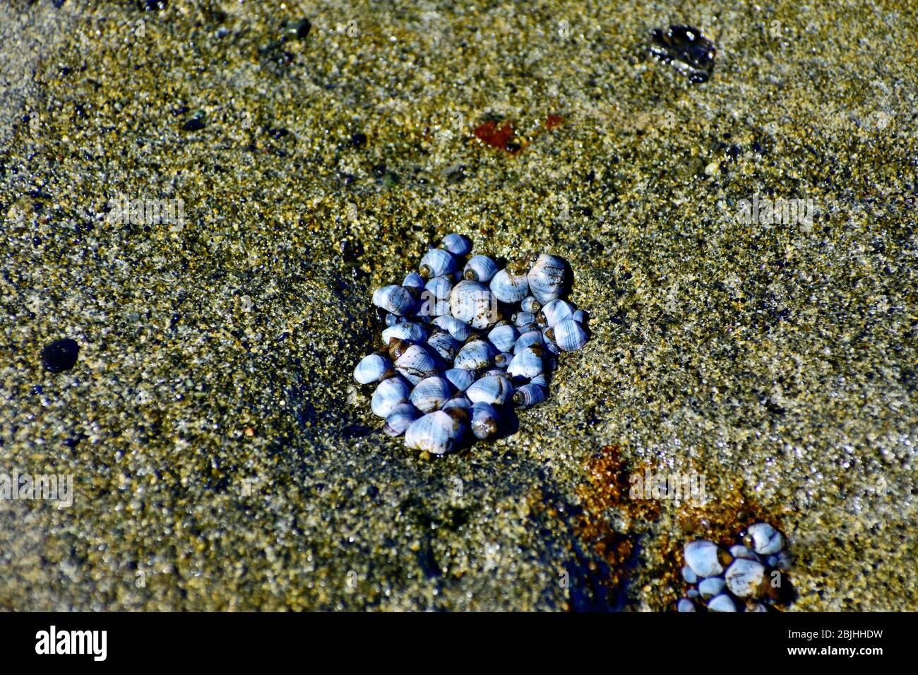 escargots de mer 1 Banque D'Images