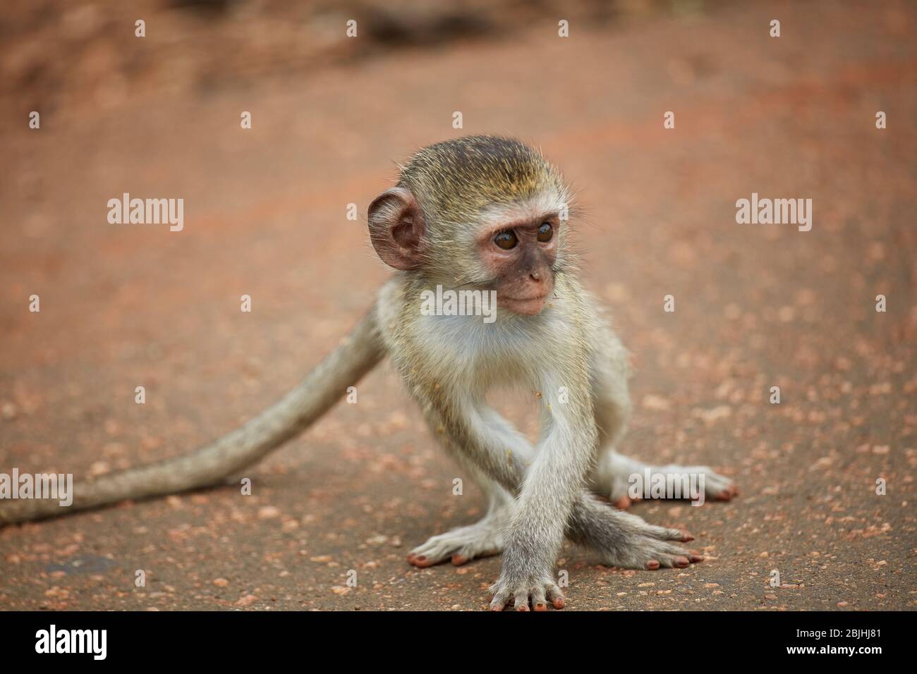Vévet Monkey nourrisson (Chlorocebus pygerythrus), Kruger National Park, Afrique du Sud Banque D'Images