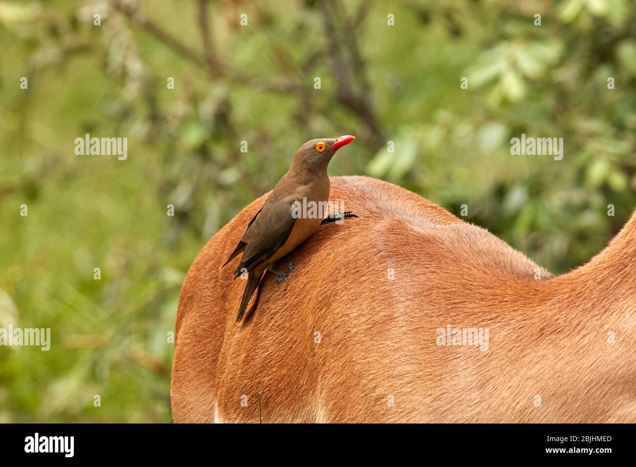 Oxpecker à bec rouge (Buphagus erythrorhynchus), sur Impala (Aepyceros melampus melampus), Parc national Kruger, Afrique du Sud Banque D'Images