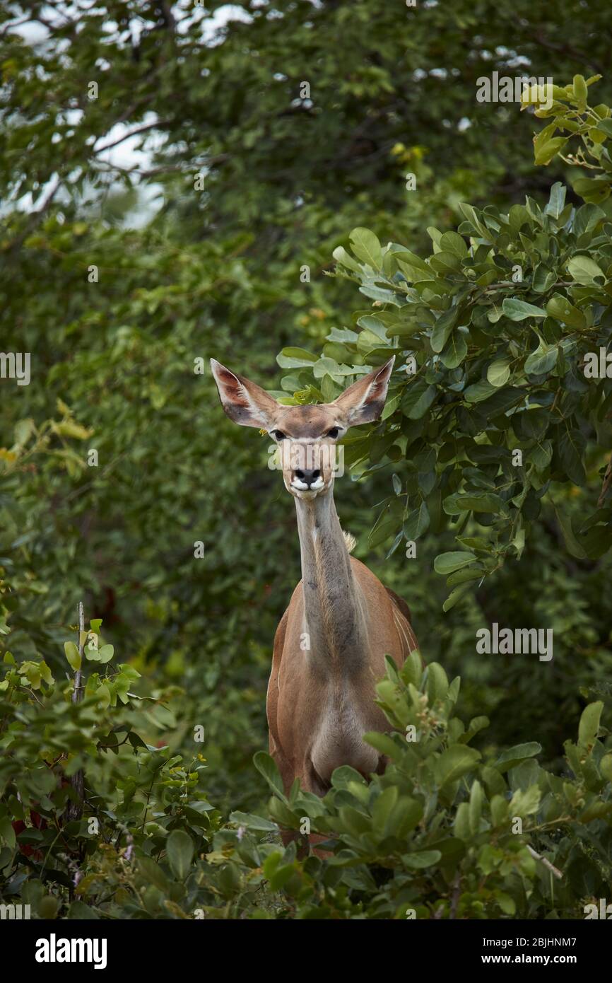 Femme grand kudu (Tragelaphus strepsiceros), Parc national Kruger, Afrique du Sud Banque D'Images