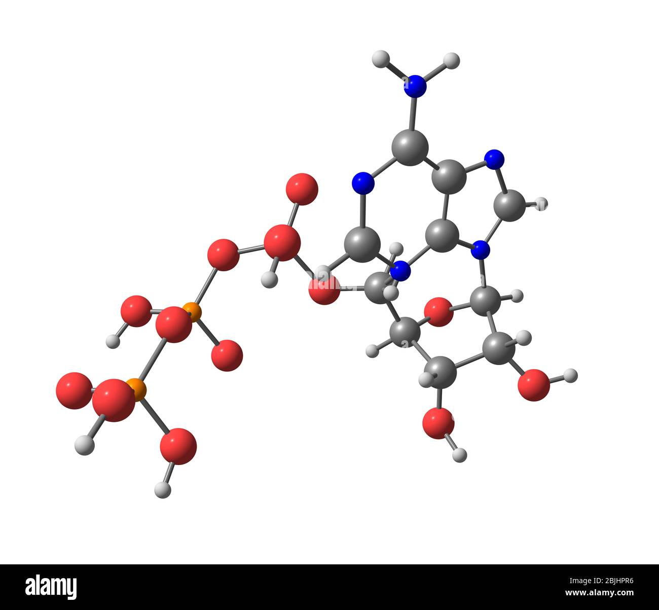 L'adénosine triphosphate (ATP) est un triphosphate nucléosidique utilisé dans les cellules comme coenzyme Banque D'Images