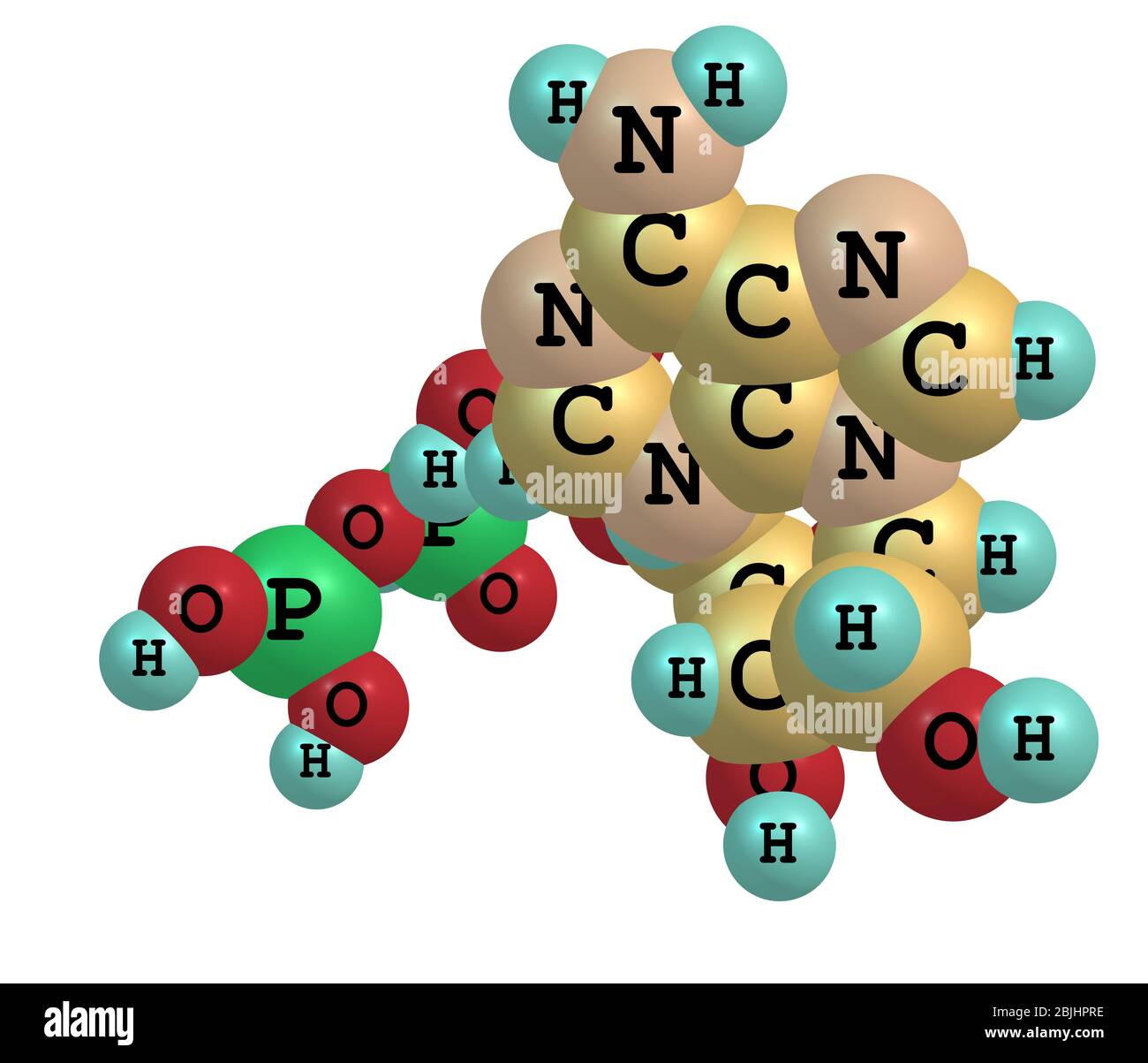 L'adénosine triphosphate (ATP) est un triphosphate nucléosidique utilisé dans les cellules comme coenzyme Banque D'Images