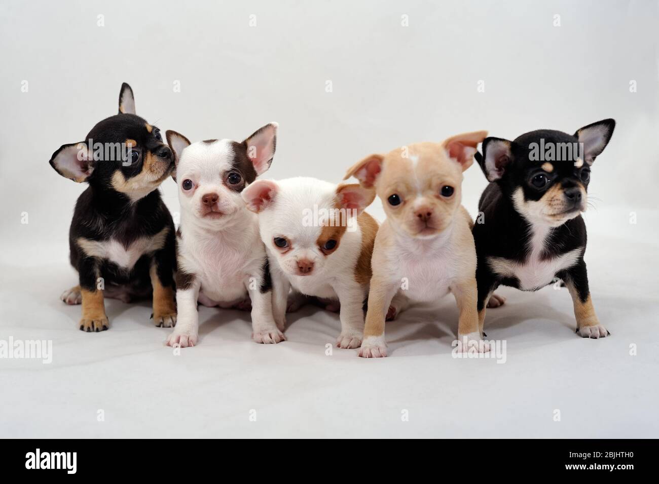 Chiots Chihuahua à poil lisse Banque D'Images