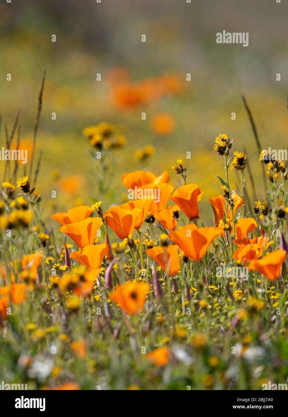 Antelope Valley California Poppy Réserver Banque D'Images