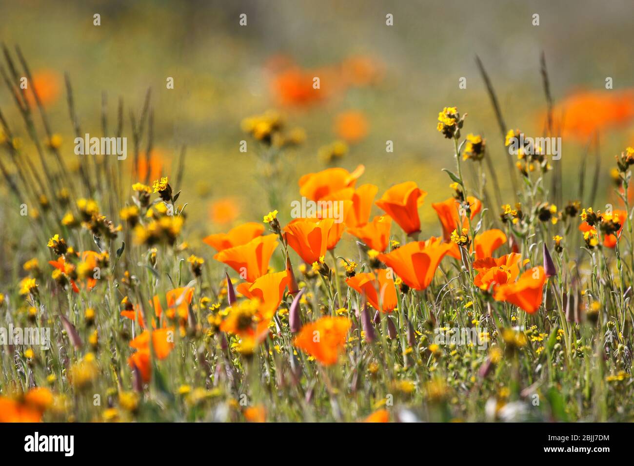 Antelope Valley California Poppy Réserver Banque D'Images