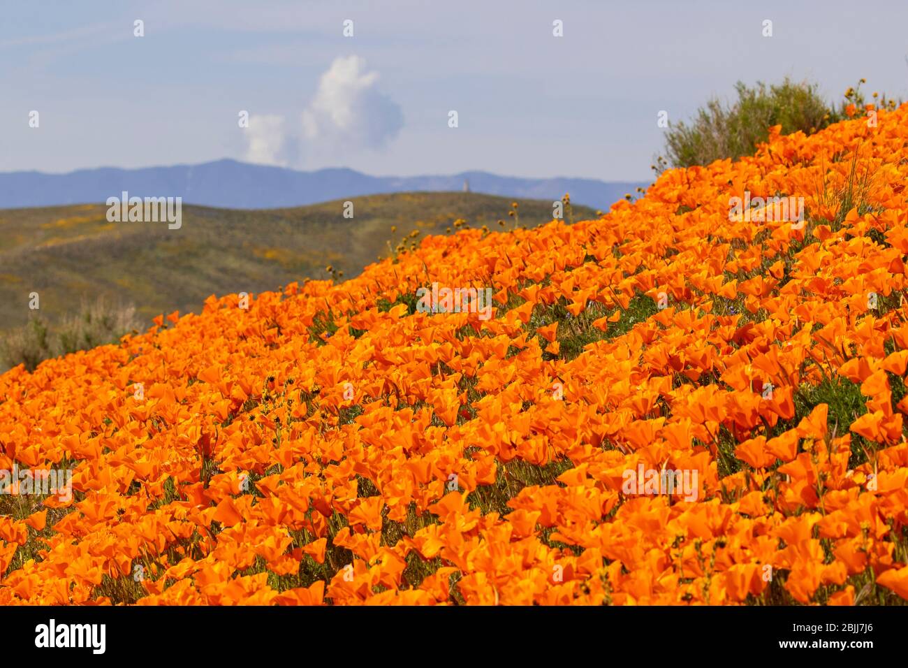 Antelope Valley California Poppy Réserver Banque D'Images