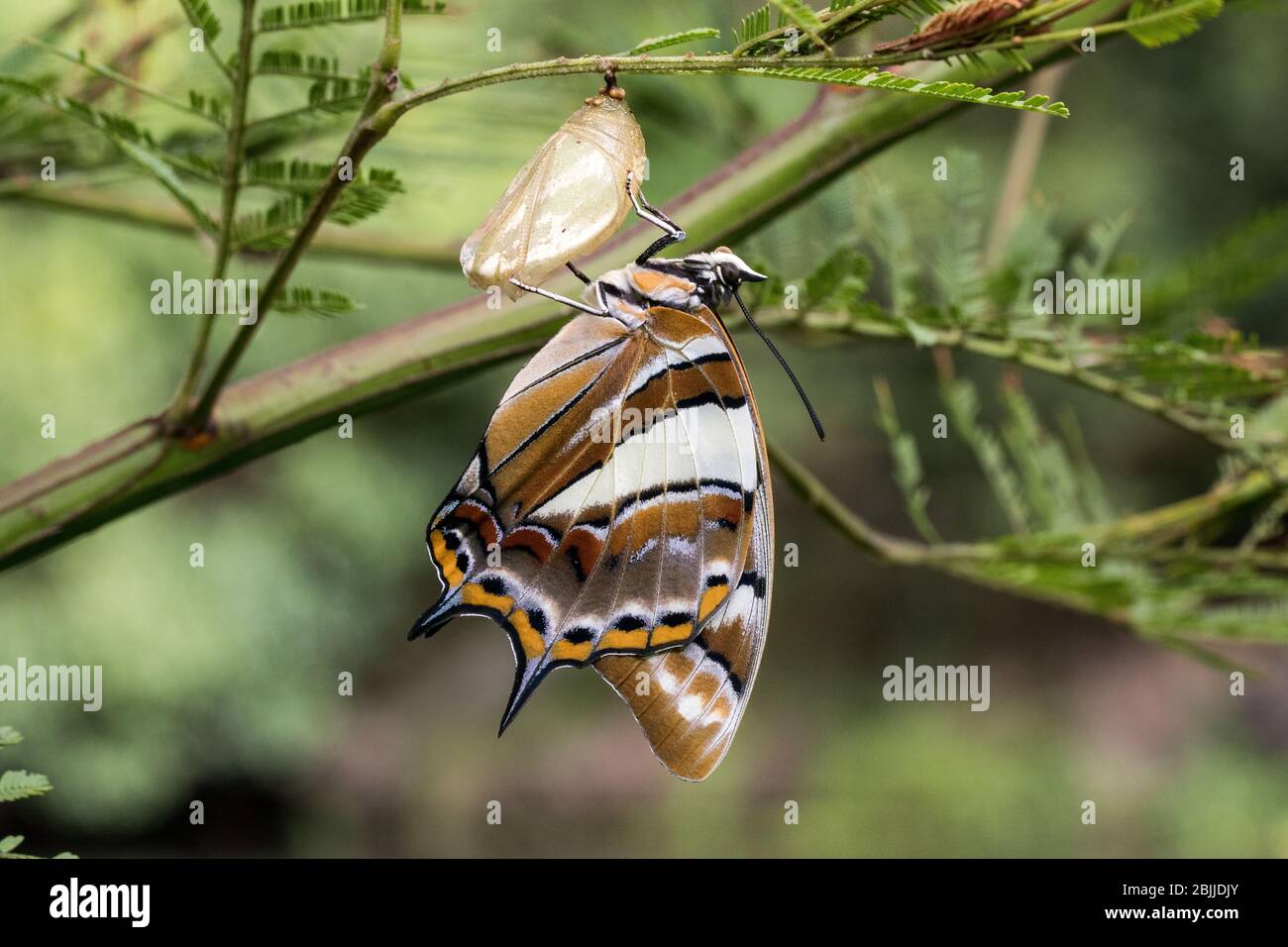 Papillon empereur à queue après éclosion de chrysaliles Banque D'Images