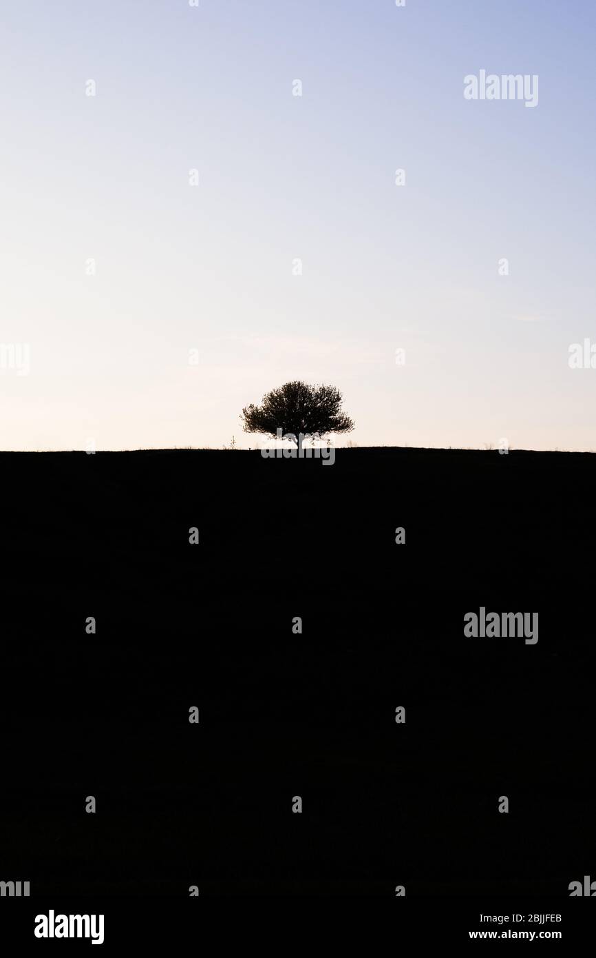 Mystérieux arbre Lonely à l'horizon. Silhouette contrastée . Le haut est clair, le bas est sombre. Concept minimaliste bien et mal. Banque D'Images