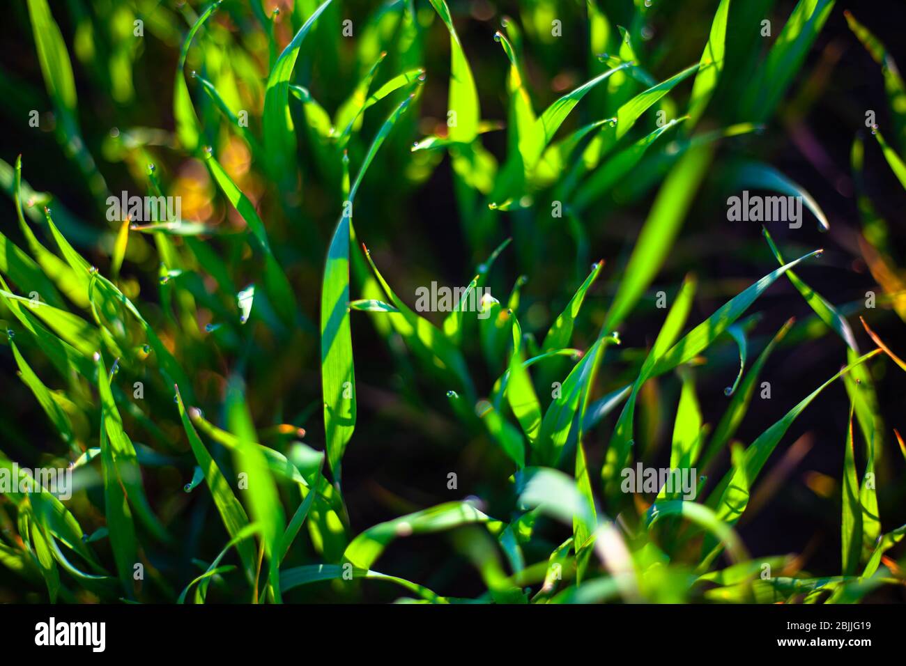 l'herbe verte du matin au soleil avec des gouttes de rosée et un beau fond bokeh. Banque D'Images