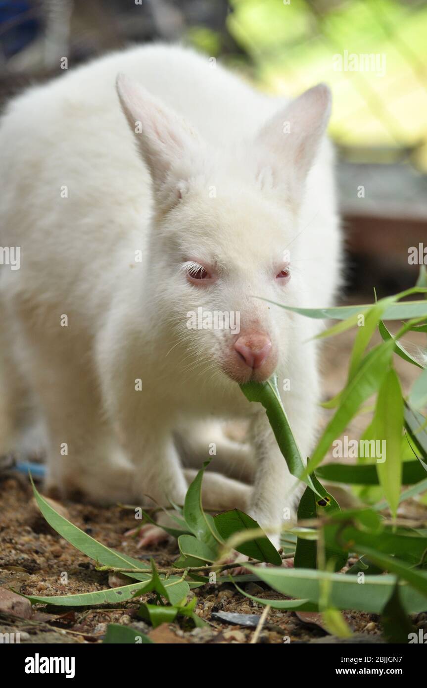 Le wallaby est un kangourou de petite ou moyenne taille, souvent de couleur vive et originaire d'Australie et de Tasmanie. Banque D'Images