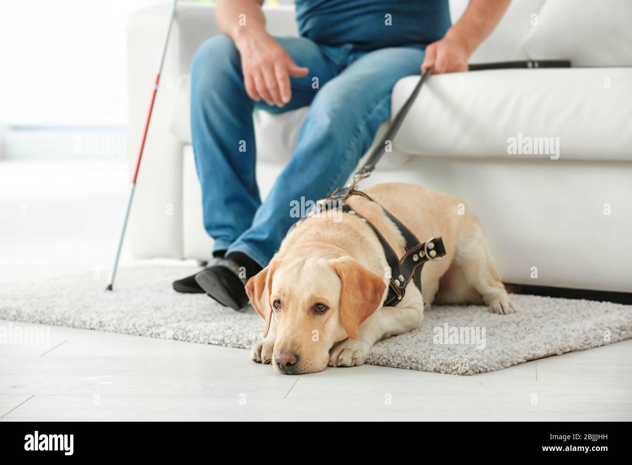 Homme aveugle avec chien de guide assis sur un canapé à la maison Banque D'Images