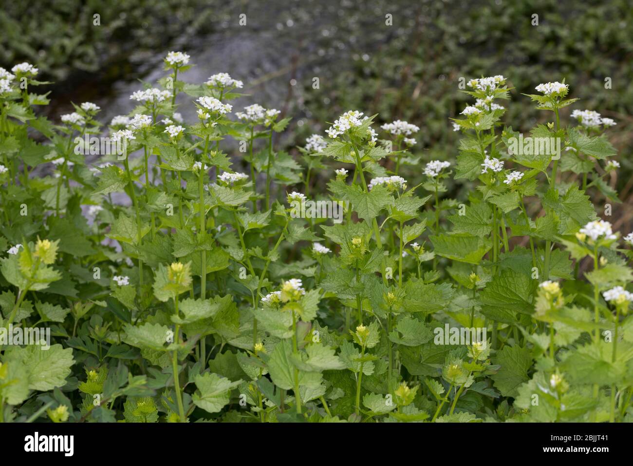 Knoblauchsrauke, Gewöhnliche Knoblauchsrauke, Knoblauchrauke, Knoblauch-Rauke, Knoblauchs-Rauke, Lauchkraut, Knoblauchskraut, Knoblauchhederich, Knobl Banque D'Images