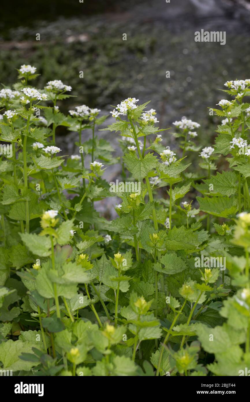 Knoblauchsrauke, Gewöhnliche Knoblauchsrauke, Knoblauchrauke, Knoblauch-Rauke, Knoblauchs-Rauke, Lauchkraut, Knoblauchskraut, Knoblauchhederich, Knobl Banque D'Images