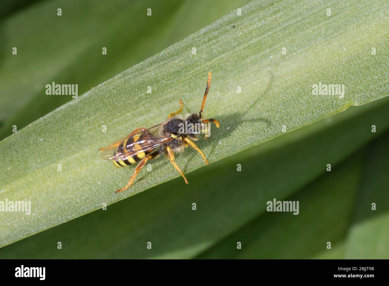 Wespenbiene, Kucksbiene, Wespen-Biene, Kuckucks-Biene, Männchen, Nomada spec., cuckoo bee, homme, cuckoo-bee, Wespenbienen, Kucksbienen, cuckoo b Banque D'Images