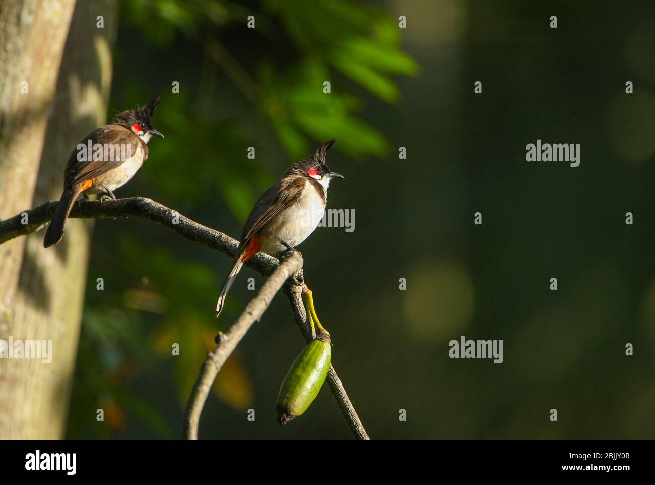 Une paire de bulbuls à motif rouge et ciskré assis sur une branche d'un arbre - photographiés dans l'avant-jupe de Coonoor (Tamil Nadu, Inde) Banque D'Images
