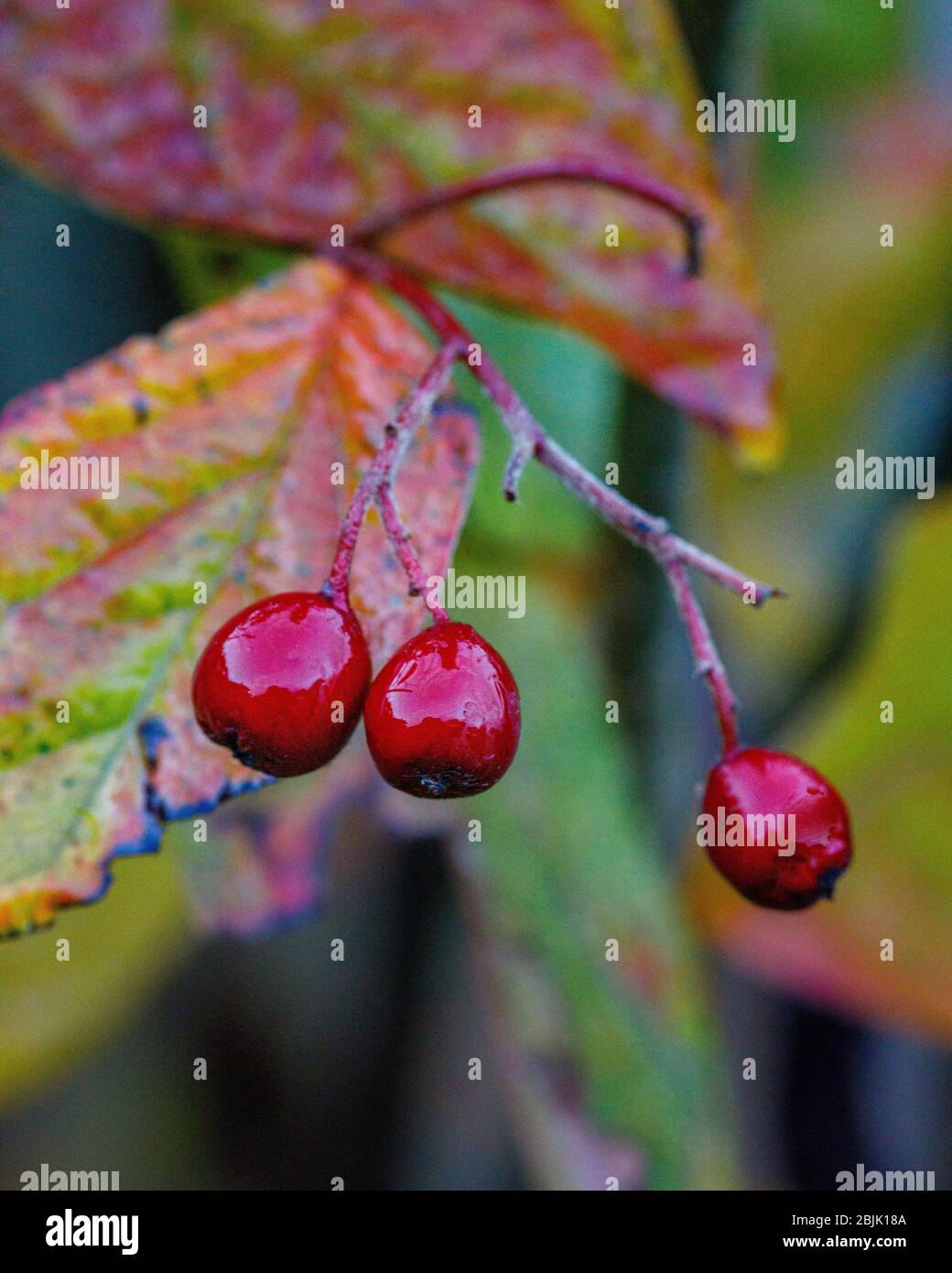 baies avec gouttes d'eau Banque D'Images