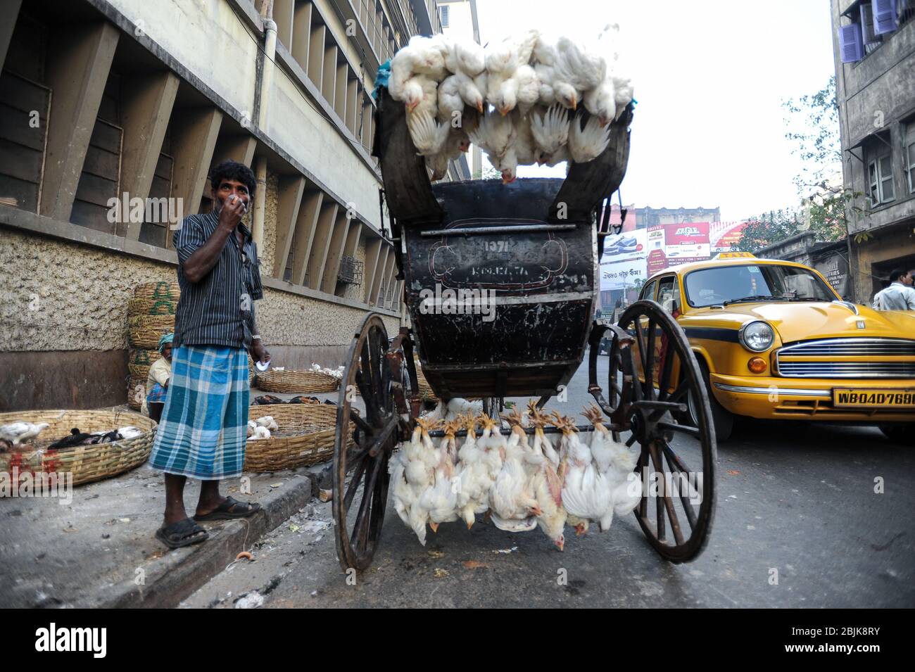 25.02.2011, Kolkata (Calcutta), Bengale-Ouest, Inde, Asie - un extracteur de pousse-pousse boit du thé à côté de son pousse-pousse en bois sur lequel les poulets vivants sont chargés. Banque D'Images