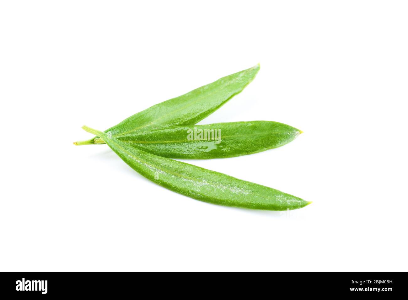 Feuilles d'olive, isolées sur blanc Banque D'Images