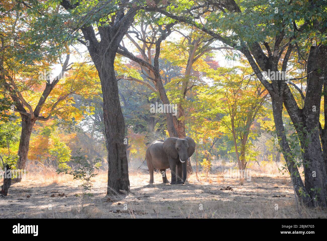 Éléphant profitant du bain de poussière dans la forêt zimbabwenne de teck, le parc de Hwange Banque D'Images