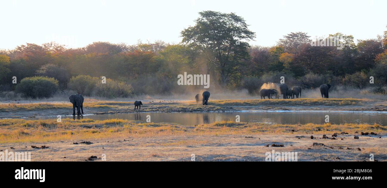 Éléphant d'Afrique ayant un bain de poussière à Bala Bala PAN, Hwange NP Zimbabwe Banque D'Images