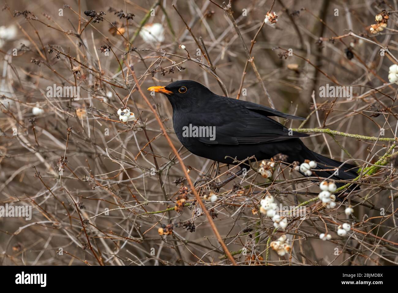 Blackbird eurasien - Turdus merula, oiseau noir commun des jardins et forêts européens, Zlin, République tchèque. Banque D'Images