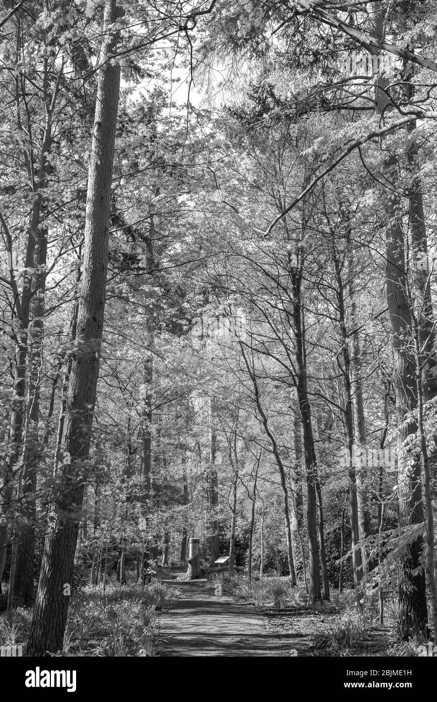 Un bois au printemps. Les arbres hauts avec de nouveaux feuillage atteignent le ciel pendant qu'un chemin passe entre eux. Un ciel bleu est au-dessus. Banque D'Images